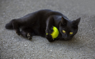 Black cat playing with yellow - a yellow ball free wallpaper