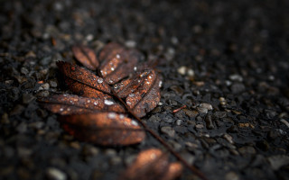 Leaf water droplets macro blurry 2 - canon 5 0 mm free wallpaper for desktop
