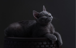 Cat basket upward glance black - its eye wide open free wallpaper