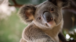 Koala tree camera blurry background - a koala bear free wallpaper