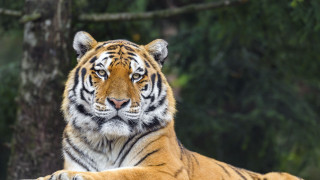 Tiger grass tree forest blurry - a tiger free wallpaper for desktop
