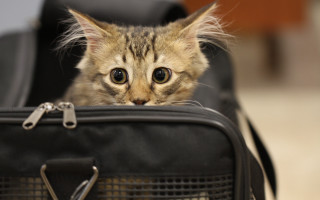 Cat suitcase chain wide eyes - big free wallpaper