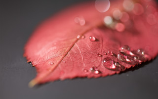 Red leaf water droplets macro 2 - a red leaf free wallpaper for desktop
