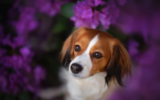 Dog purple flowers blurry bokeh - purple flower free wallpaper