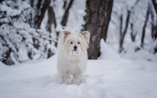 White dog snow trees winter - a white dog free wallpaper