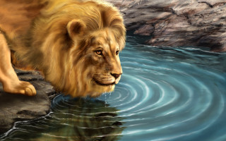 Lion standing water reflection camera - a lion free wallpaper