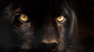 Black cat yellow eyes dark - yellow eye free wallpaper