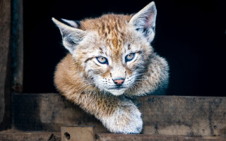 Small cat blue eyes window - a wooden frame free wallpaper