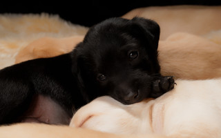 Black dog shiba inu puzzle - a black nose free wallpaper