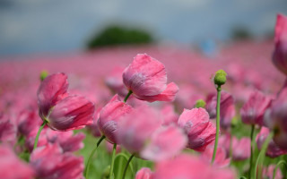 Pink flower field impressionist bokeh - single free wallpaper