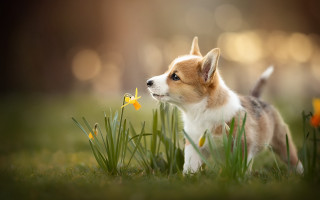 Small dog flower grass outdoors - a small dog free wallpaper for desktop