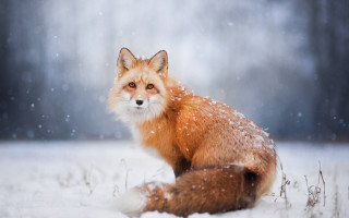 Red fox snow woods night - in the wood free wallpaper for desktop