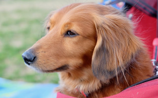 Dog red harness in red - canon 5 0 mm free wallpaper