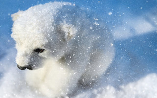 Polar bear snow distant looking - photograph free wallpaper
