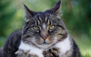 Sad black cat in grass - a sad look free wallpaper