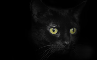 Black cat yellow eyes gothic 2 - yellow eye free wallpaper