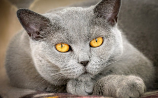Gray cat yellow eyes laying - bourgeoi free wallpaper