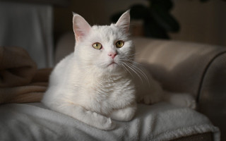 White cat regal animal portrait - a white cat free wallpaper