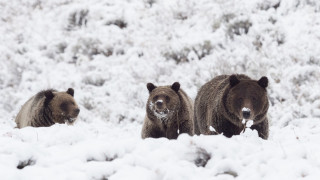 Brownbears snowfield trees bushes wildlife - the background and bushes free wallpaper for desktop