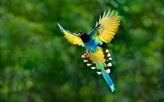Colorful bird flying air wings - cloisonnism free wallpaper