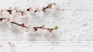 Cherry blossom branch white petals - a few drop of water free wallpaper