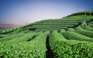 Green field long row bushes - top of it free wallpaper for desktop