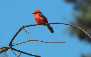 Red black bird on branch - a tree branch free wallpaper