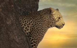 Leopard sunset tree cloud wildlife - a leopard free wallpaper for desktop