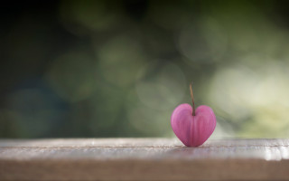 Pink heart macro wooden background - a wooden surface free wallpaper for desktop