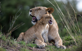 Lion cubs grassy hill mouth - larger free wallpaper for desktop