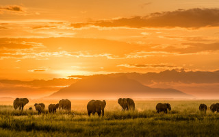 Elephants grazing lush green field 2 - cloud and mountains free wallpaper