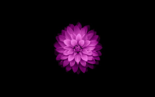 Purple flower white center dark - a white center free wallpaper