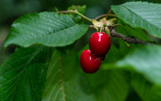 Cherries green leaves blurry background - free nature wallpaper