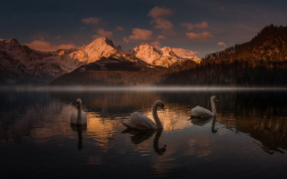 Swans lake mountains sunset magic - ferenc joachim free wallpaper