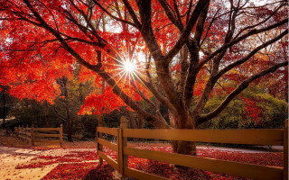 Autumn fence leaves tree sunset - a wooden fence free wallpaper