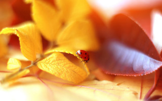 Ladybug leaf yellowflower greenleaf macro - ground next free wallpaper