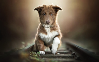 Dog traintrack blurrybackground lightface elkevogelsang - a train track free wallpaper