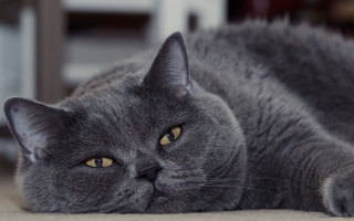 Gray cat wide eyed photorealistic - looking free wallpaper
