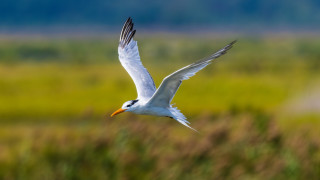 White bird flying green field - lush free wallpaper