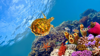Turtle colorful coral reef fish - the water below free wallpaper for desktop