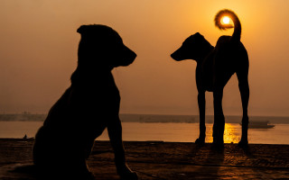 Dog sunset dock silhouette beach - the dog free wallpaper