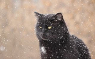 Black cat yellow eyes snow 2 - yellow eye free wallpaper