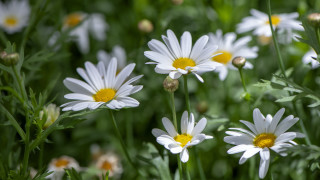 White flower bee macro bokeh - white flower free wallpaper