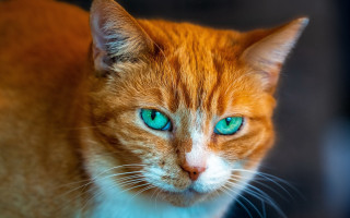 Blue eyes cat macro shiba - elke vogelsang free wallpaper