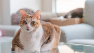 Cat glass table living room - the table free wallpaper