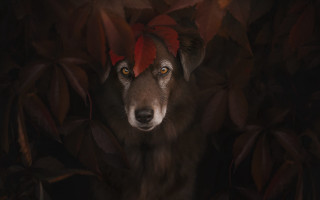 Dog redhat leaves dark artphotography - in the dark free wallpaper for desktop