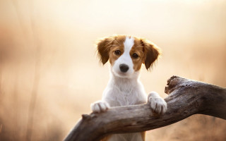 Dog sitting branch woods sad - sad free wallpaper