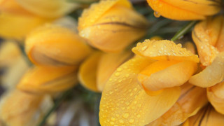 Yellow flowers water droplets macro - yellow flower free wallpaper