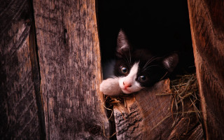 Black white cat window hay - a white nose free wallpaper