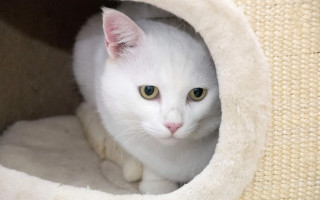 White cat sitting cat bed - a cat bed free wallpaper